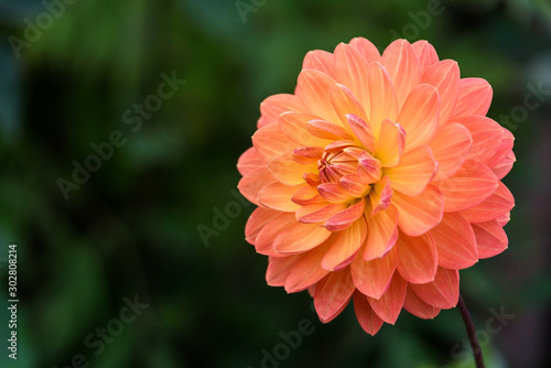 Fall color in the garden, gorgeous orange flower against a dark green nature background