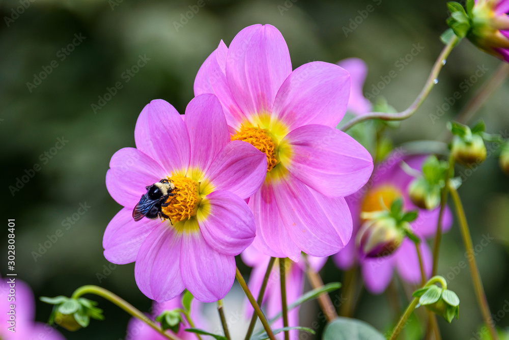 Fototapeta premium Pink dahlias being pollinated by bumble bee, fall color