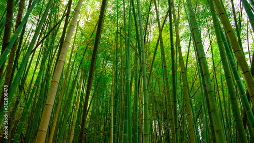 Tall green bamboo grove with thick stems