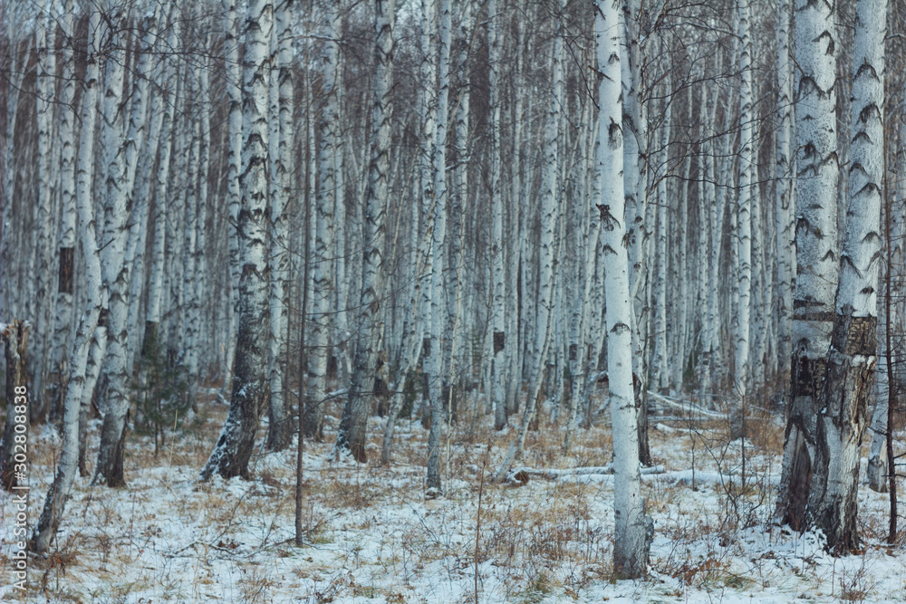 Obraz premium SNOW BIRCHES