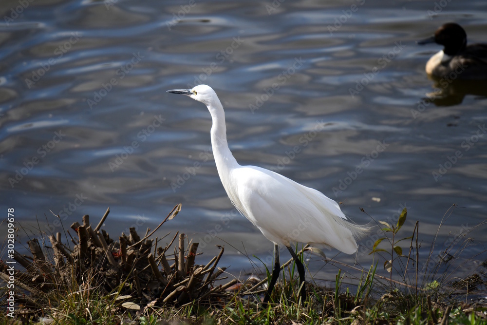 コサギ、千葉県、2019年11月、野鳥イメージ素材