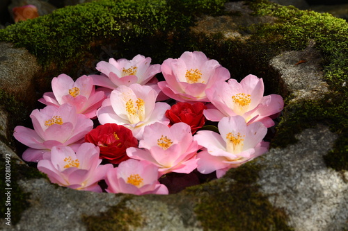 つくばいの水に浮かぶ椿の花です photo