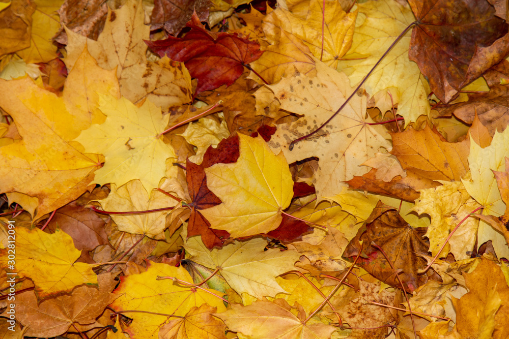 Fall Foilage with yellow and red leaves