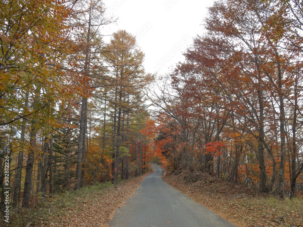 Fototapeta premium 紅葉の山道のイメージ