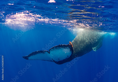 The tail of a  humpback whale is one of the most powerful muscles in the animal kingdom photo