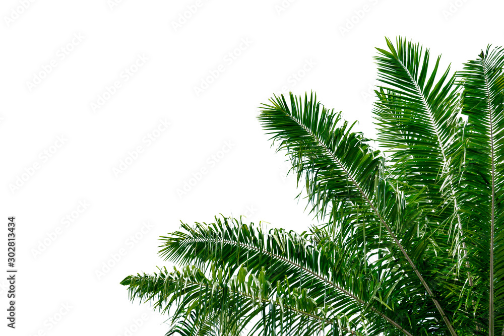 leaf coconut tree isolated on white background,Green leaves pattern leaf coconut tree isolated on white background,Green leaves pattern