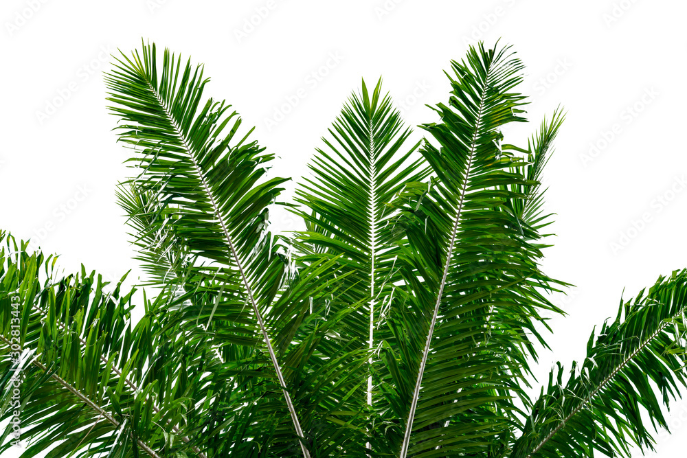 leaf coconut tree isolated on white background,Green leaves pattern leaf coconut tree isolated on white background,Green leaves pattern