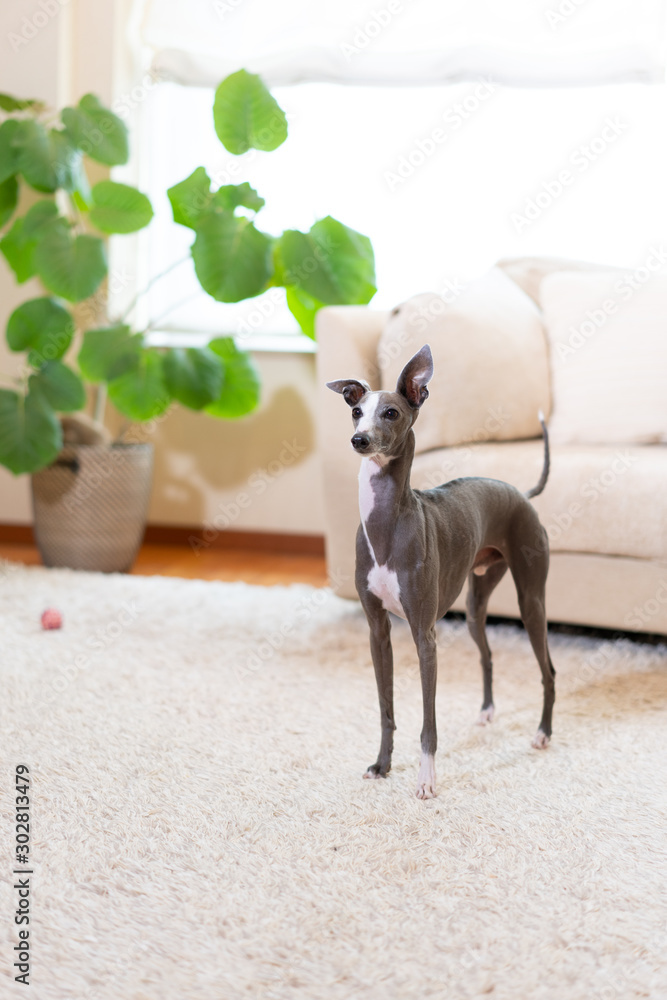 イタリアングレイハウンド