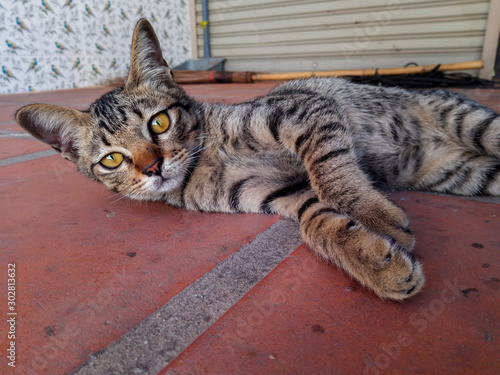 Homeless cat lying on the pavement