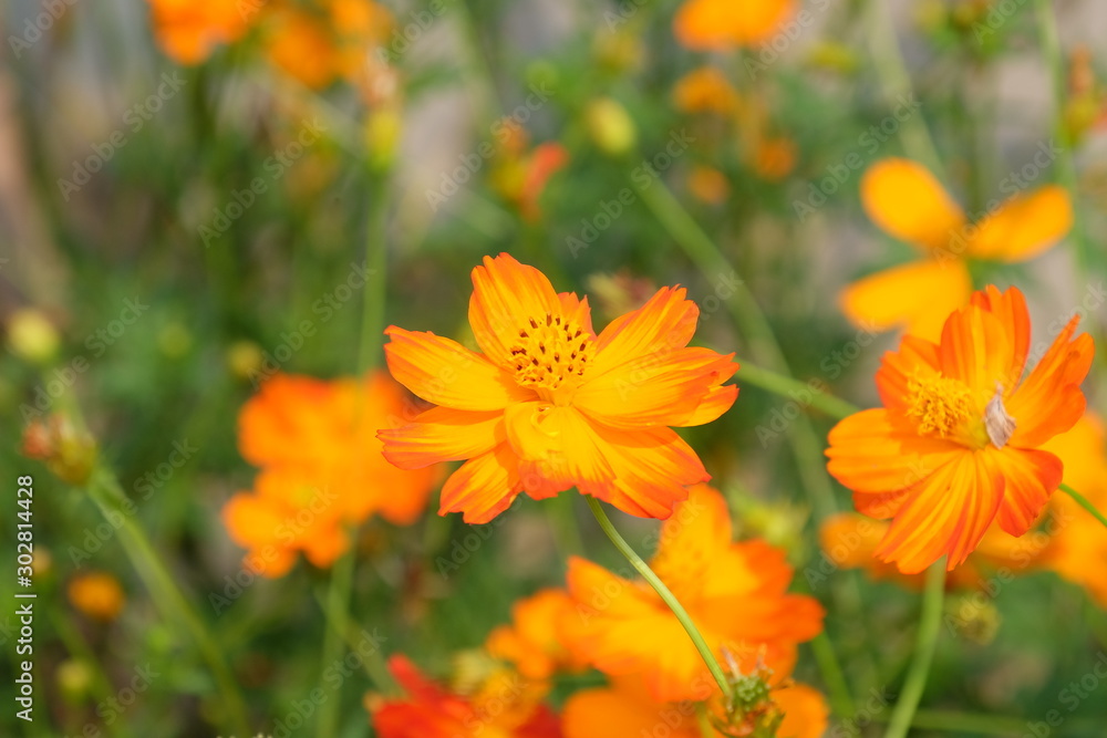 Beautiful flowers in the garden Blooming in the summer.Landscaped Formal Garden. Beautiful flowers in the garden Blooming in the summer.Landscaped Formal Garden.