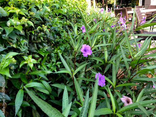 costus family costus flowers blue flowers photo