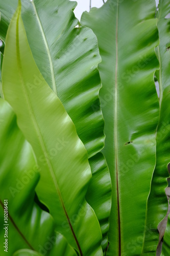 closeup of leaf plant