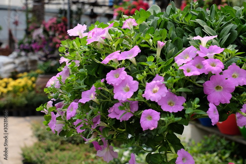 Wallpaper Mural Colorful flowers.Group of flower. Torontodigital.ca