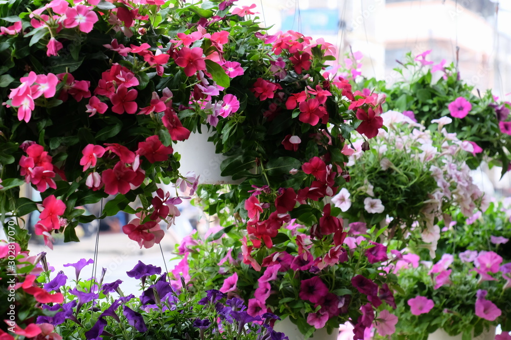 Colorful flowers in the garden.flower blooming.Beautiful flowers in the garden.