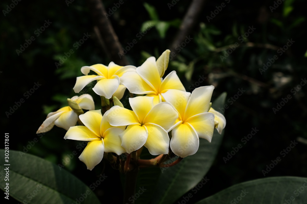 Obraz premium Colorful flowers in the garden.Plumeria flower blooming.Beautiful flowers in the garden Blooming in the summer 