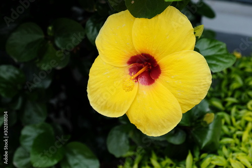 Colorful hibiscus flowers blooming in the garden