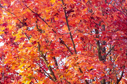 Red orange leaves on tree during fall foilage