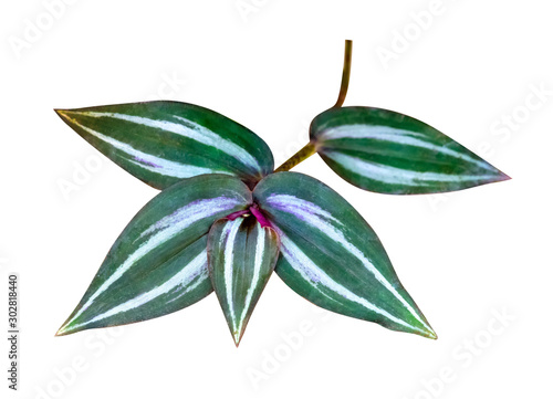 Green leaves pattern,leaf Tradescantia zebrinahort or Zebrina pendula or inch plant isolated on white background,include clipping path