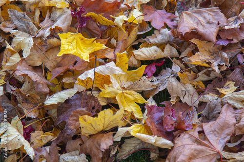 fall foilage leaves on ground yellow and dark red