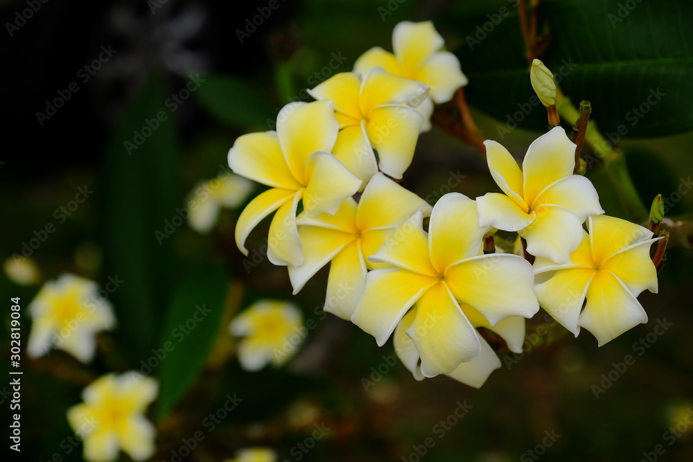 Obraz premium Colorful white flowers in the garden. Plumeria flower blooming