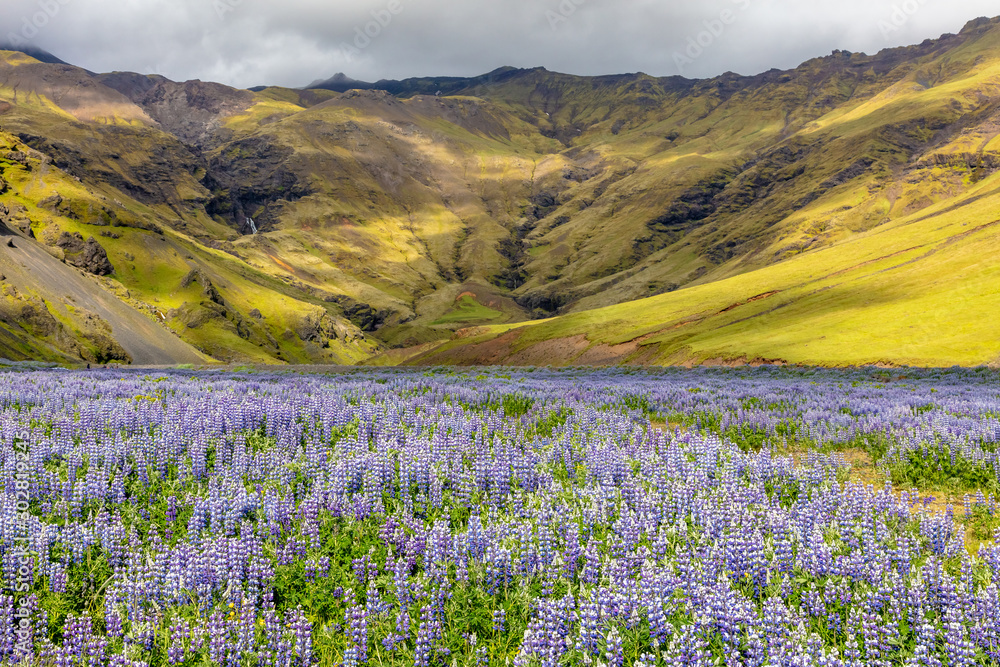 Fototapeta premium The Purple Fields of Iceland. Fields of purple lupine flowers in the South of Iceland with green mountains and waterfalls
