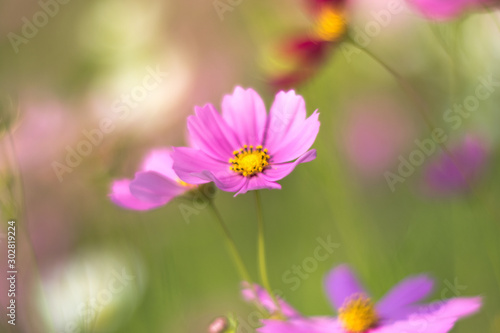 pink flowers in the garden