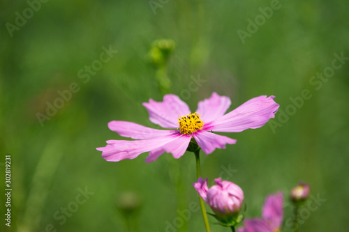 pink flower