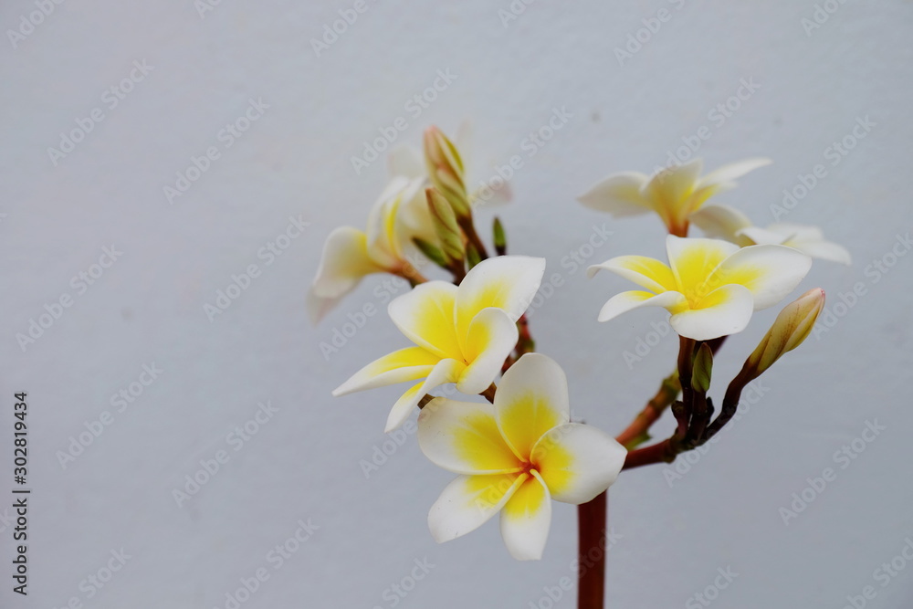 Naklejka premium Colorful flowers in the garden.Plumeria flower blooming.Beautiful flowers in the garden Blooming in the summer 
