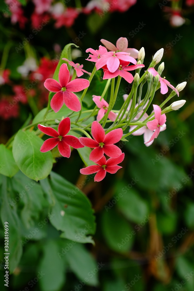 Beautiful flowers in the garden Blooming in the summer.Landscaped Formal Garden. Beautiful flowers in the garden Blooming in the summer.Landscaped Formal Garden.