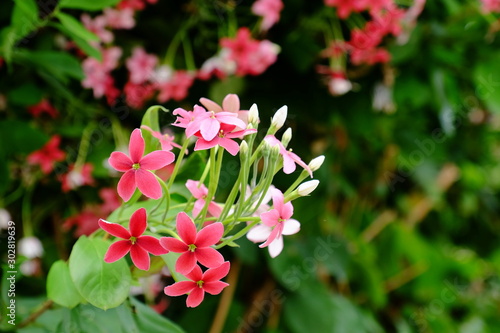 Beautiful flowers in the garden Blooming in the summer.