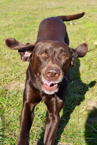 Chocolate Lab zoomies