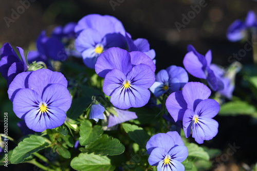 紫色のパンジーの花