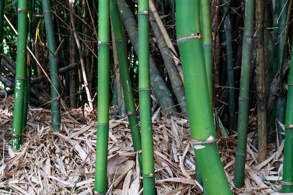 Obraz premium Green bamboo trunk in the garden