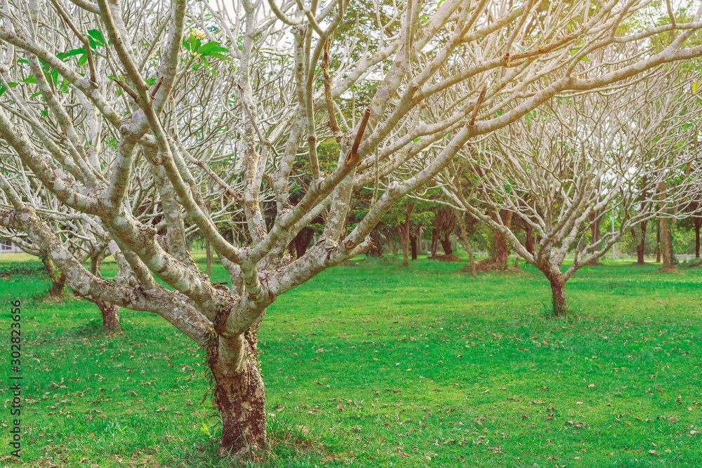 Obraz premium Natural view of dry plumeria tree or frangipani tree during annual deciduous.