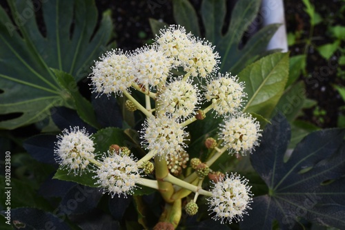 Japanese aralia flowers   Japanese aralia  Fatsia japonica  is an evergreen shrub native to Japan  with large leaves and spherical white florets in early winter.