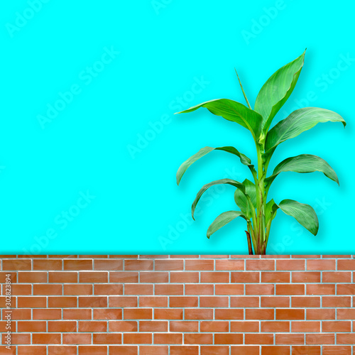 Cannaceae tree with brick wall in the garden and cyan teal background photo