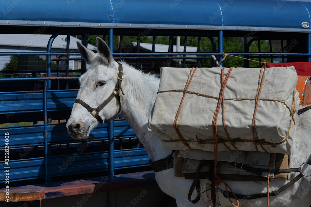 Pack mule with its load. Stock Photo Adobe Stock