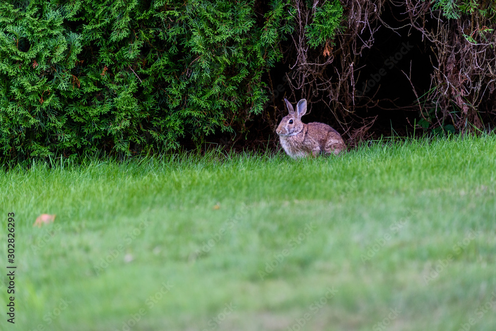 Obraz premium Native rabbit eating grass on a residential lawn, Kirkland, Washington, USA