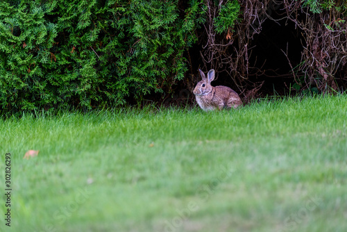 Native rabbit eating grass on a residential lawn, Kirkland, Washington, USA © knelson20