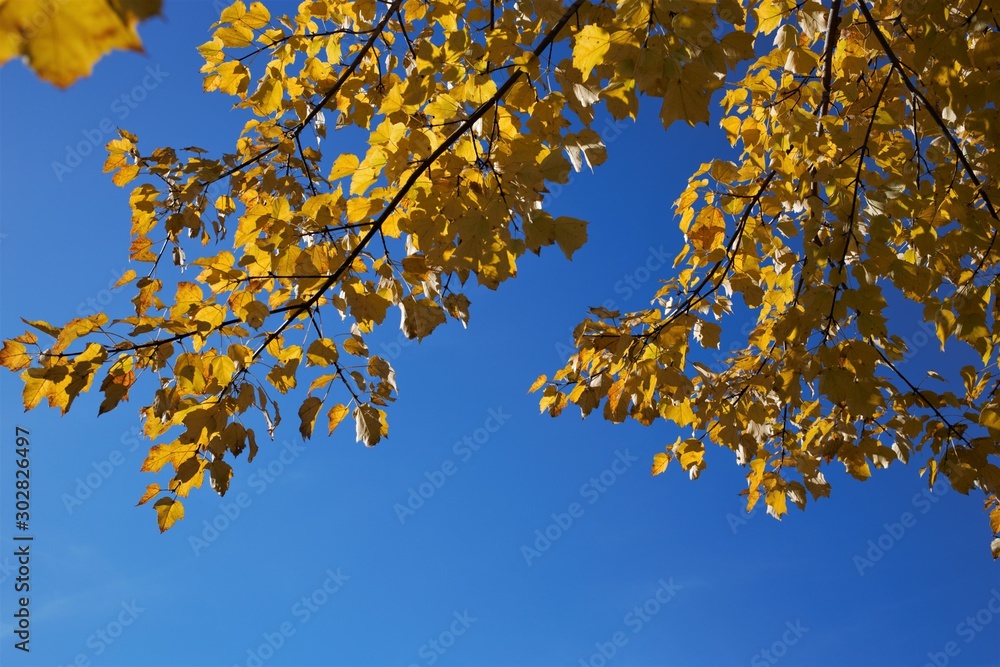 Autumn Leaves Blue Sky Autumn Leaves Blue Sky