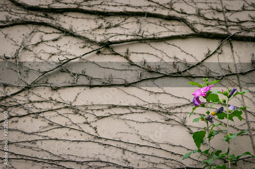Colorful flower stands alone in contrast against grey concrete wall and dead plant vines