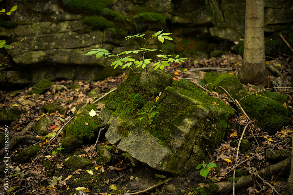 Fotografie Tree Growing From a Crack In a Rock