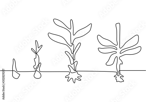 Step of plant growing conti...