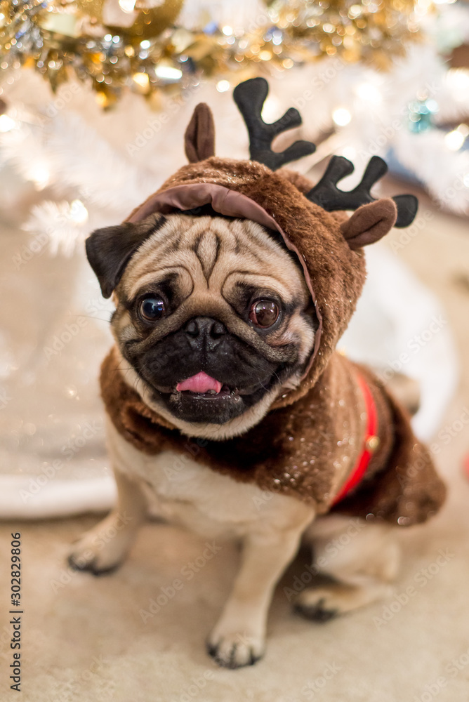 Pug sitting under a Christmas tree with a reindeer costume on
