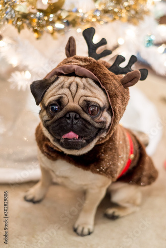 Pug sitting under a Christmas tree with a reindeer costume on © Mitch