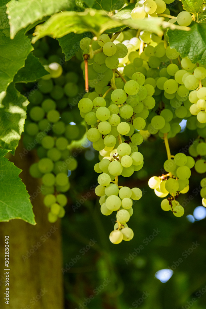 Champagne grapes growing in the sun, clusters of small tasty grapes, Kirkland, Washington State, USA