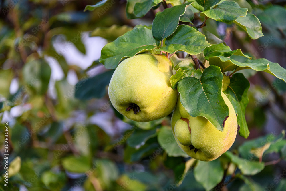 Closeup of pears growing on a branch, Kirkland, Washington, USA Closeup of pears growing on a branch, Kirkland, Washington, USA