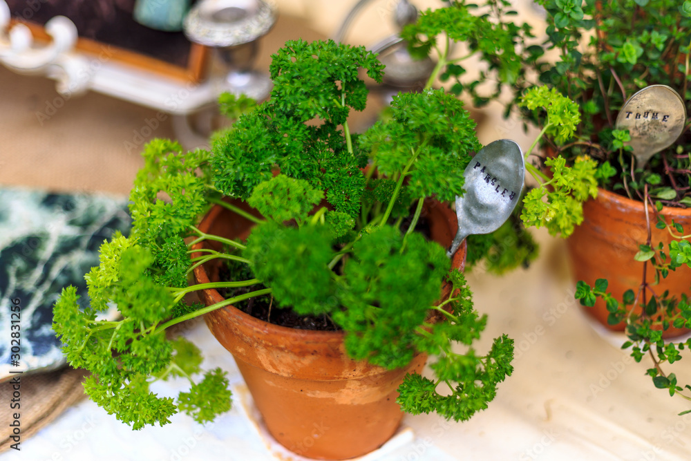 Pot with fresh parsley in a table Pot with fresh parsley in a table