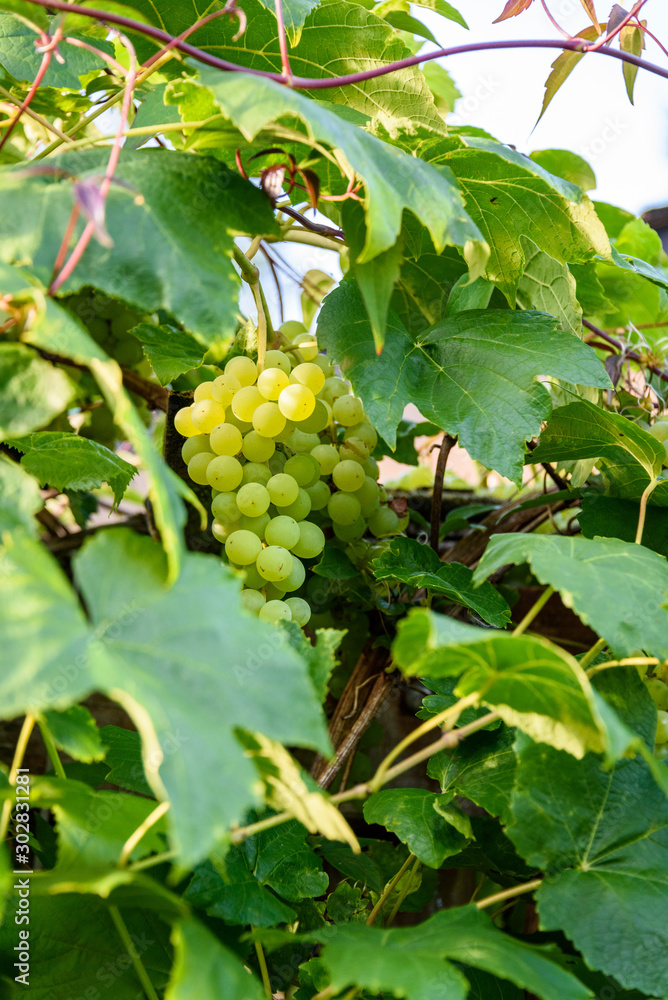 Champagne grapes growing in the sun, clusters of small tasty grapes, Kirkland, Washington State, USA Champagne grapes growing in the sun, clusters of small tasty grapes, Kirkland, Washington State, USA