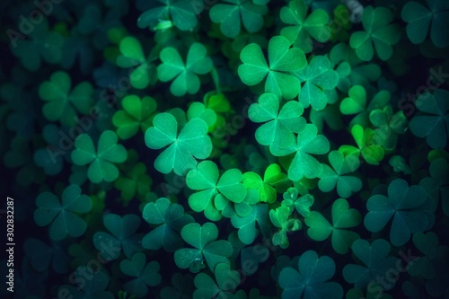 Shamrock and Green clover leaf isolated on white background. with three-leaved shamrocks. St. Patrick's day holiday symbol, Earth Day